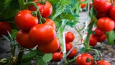 Mulching tomatoes