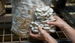 Mushroom cultivation