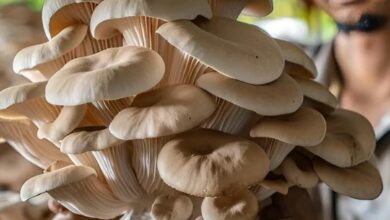 Mushroom cultivation