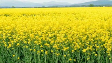 Mustard crop pests