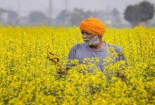 Mustard and rye crop