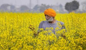 Mustard and rye crop