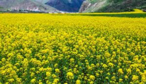 Mustard cultivation