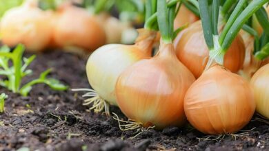 Onion cultivation