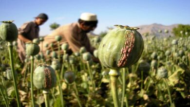 Opium cultivation