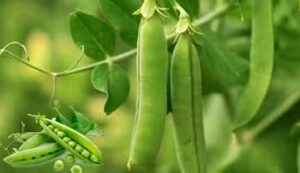 Pea farming