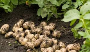 Potato crop diseases