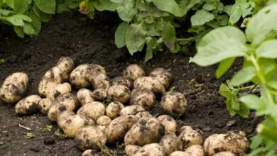 Potato crop diseases