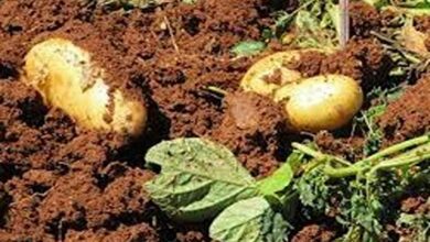 Potato cultivation