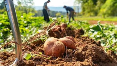 Potato farming