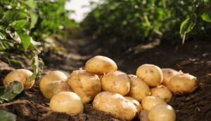 Potato Farming Tips