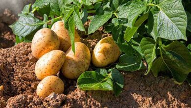 Potato cultivation