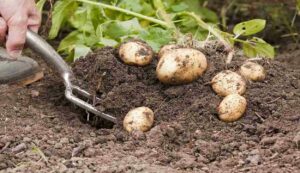 Potato harvest