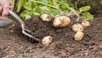 Potato harvest