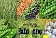 Rabi crop