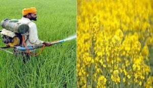 Rabi crop cultivation