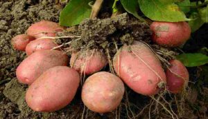 Red potato cultivation