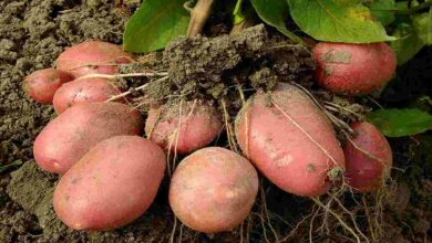 Red potato cultivation