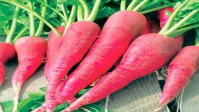 Red radish cultivation