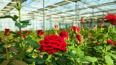 Rose harvest