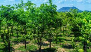 Sandalwood cultivation