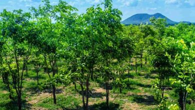 Sandalwood cultivation