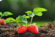 Strawberry Farming