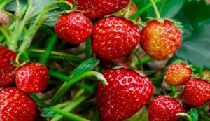 Strawberry Farming Tips