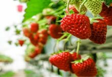 Strawberry cultivation