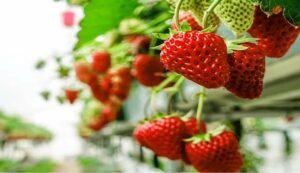 Strawberry cultivation