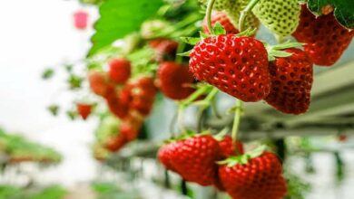 Strawberry cultivation