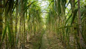 Sugarcane farming tips