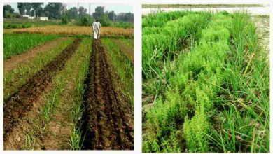 Sugarcane and lentil