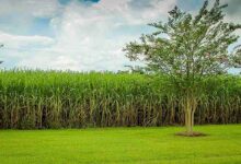 Sugarcane farming