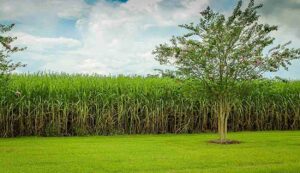 Sugarcane farming