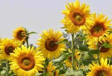 Sunflower cultivation