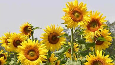 Sunflower cultivation