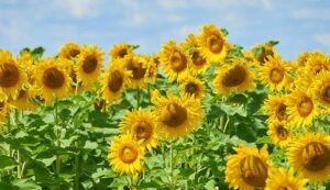 Sunflower farming