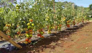 Tomato farming