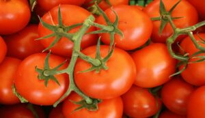 Tomato cultivation