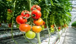 Tomato cultivation