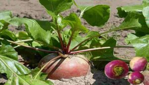 Turnip cultivation