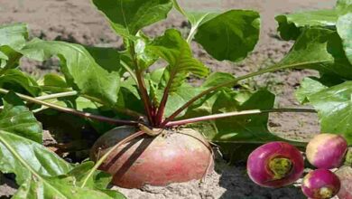 Turnip cultivation