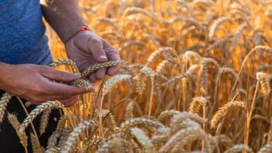 Wheat cultivation