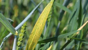 Wheat yellow leaves problem