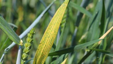 Wheat yellow leaves problem