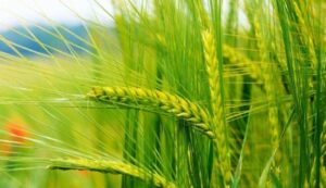 Wheat cultivation