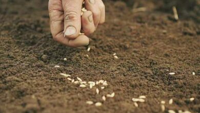 Wheat sowing