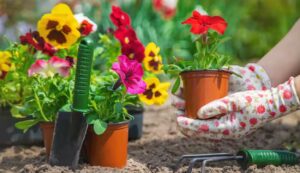 Winter Gardening Tips