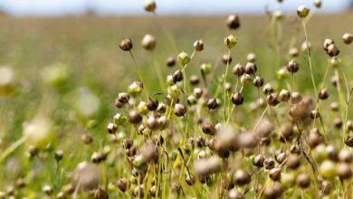 Flaxseed farming